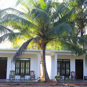 Shady Mango , Sigiriya Sri Lanka