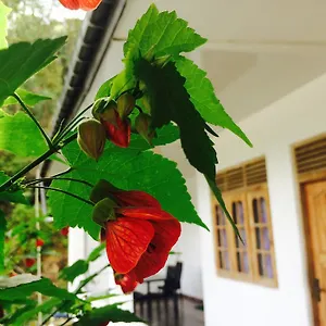 View Guest , Nallathanniya Sri Lanka